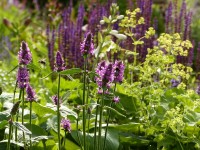 Ziest wird von Insekten geliebt! Ziest wird von Insekten geliebt!