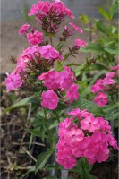 Flammenblume - Phlox paniculata 'Tecumseh' Flammenblume - Phlox paniculata 'Tecumseh'