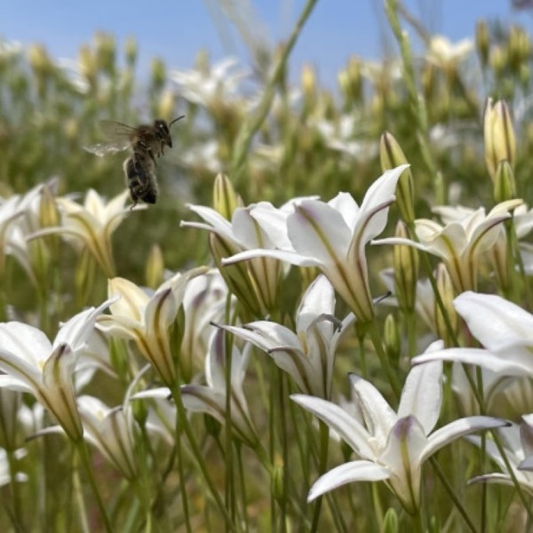 Frühlingsstern - Triteleia laxa 'Silver Queen' - BIO