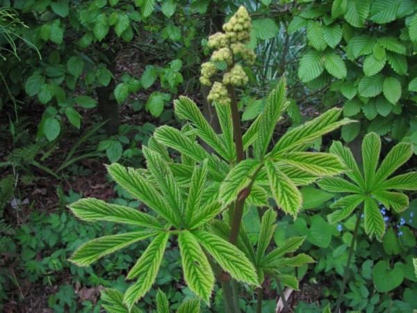 Kastanienblättriges Schaublatt - Rodgersia aesculifolia 