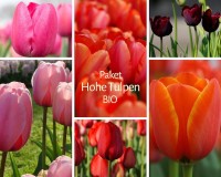 Paket Hohe Tulpen