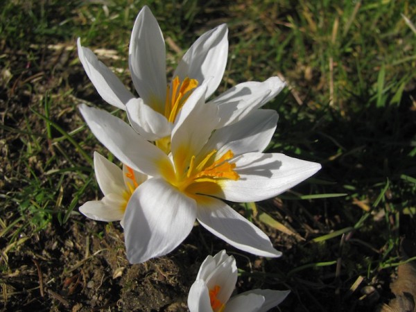 Crocus chrysanthus 'Snowbunting'