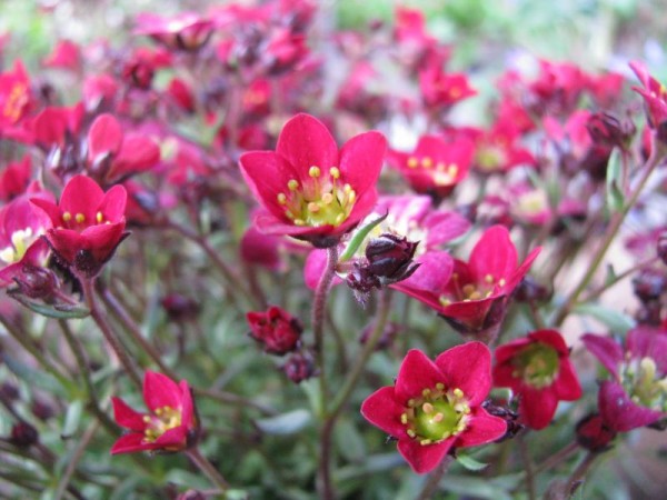 Moos-Steinbrech - Saxifraga Arendsii-Hybr.´Ingeborg`