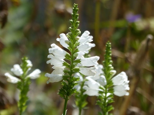 Gelenkblume - Physostegia virginiana ´Alba´