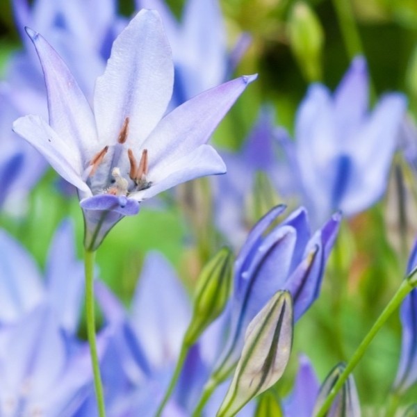 Frühlingsstern - Triteleia laxa 'Corrina' - BIO