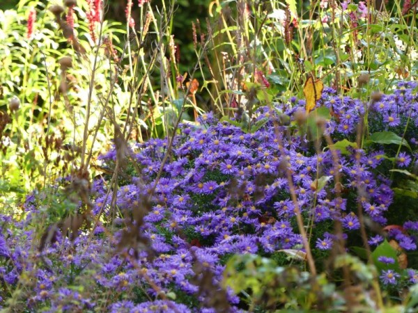 Kissen-Aster - Aster dumosus ‘Prof. Anton Kippenberg’ 