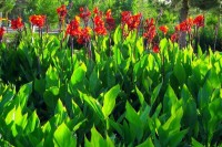 Canna indica ‘Orange’ - BIO Canna indica ‘Orange’ - BIO