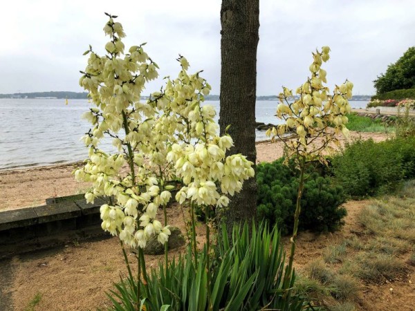 Fädige Palmlilie - Yucca filamentosa