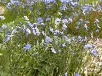 Stauden-Lein - Linum perenne Stauden-Lein - Linum perenne