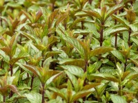 Englische Peffer-Minze - Mentha x piperita ‘Mitcham‘ Englische Peffer-Minze - Mentha x piperita ‘Mitcham‘