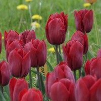 Tulpe 'Strong Love' - BIO Tulpe 'Strong Love' - BIO