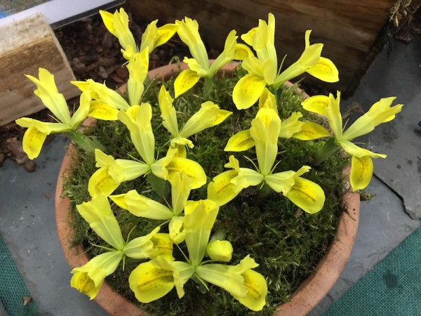 Iris reticulata Sunshine