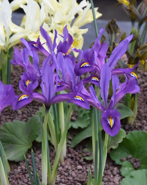 Iris reticulata Scent-Sational