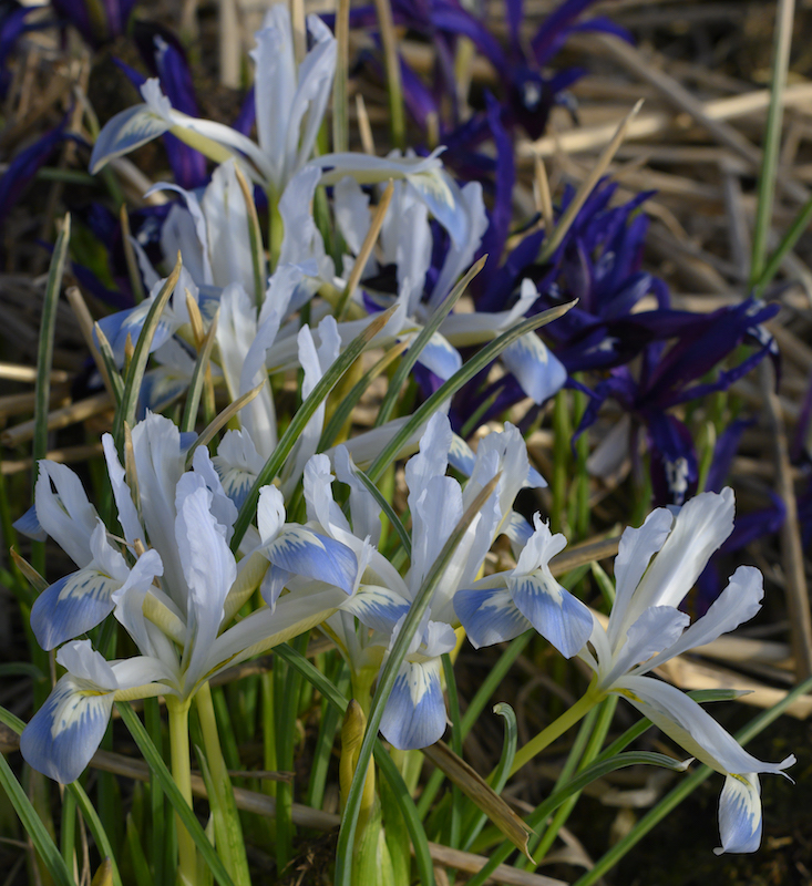 Iris reticulata Frozen Planet online kaufen