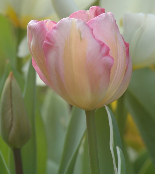 Tulpe New Design