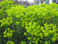 Steppen-Wolfmilch - Euphorbia seguieriana ssp. niciciana Steppen-Wolfmilch - Euphorbia seguieriana ssp. niciciana