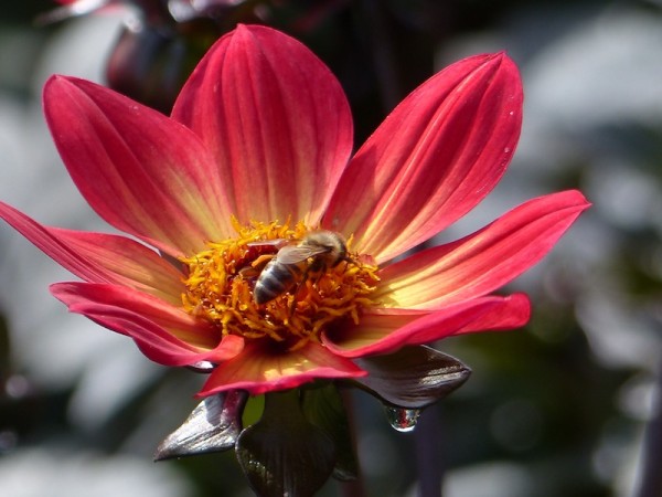 dahlienHQs06S64K3Ur0 dahlienHQs06S64K3Ur0