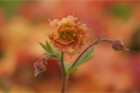 Geum chiloense 'Mai Tai' Geum chiloense 'Mai Tai'