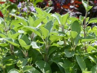 Gewürzsalbei - Salvia officinalis ‘Berggarten‘ Gewürzsalbei - Salvia officinalis ‘Berggarten‘