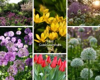 Zwiebeln für Insekten 'Guter Geschmack' - BIO Zwiebeln für Insekten 'Guter Geschmack' - BIO