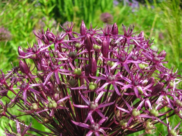 Zierlauch - Allium Magic 