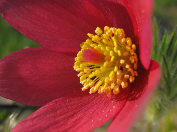 Kuh- oder Küchenschelle - Pulsatilla vulgaris ´Rote Glocke´ 