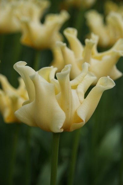 Tulpe Yellow Crown