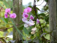 Staudenwicke - Lathyrus latifolius ‘Rosa Perle’ Staudenwicke - Lathyrus latifolius ‘Rosa Perle’