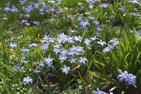 Schneestolz - Chionodoxa forbesii 'Blue Giant' - BIO