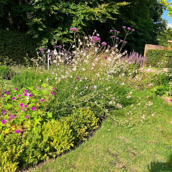 Gaura Summer Breeze mit Verbena bonariense und Agastache