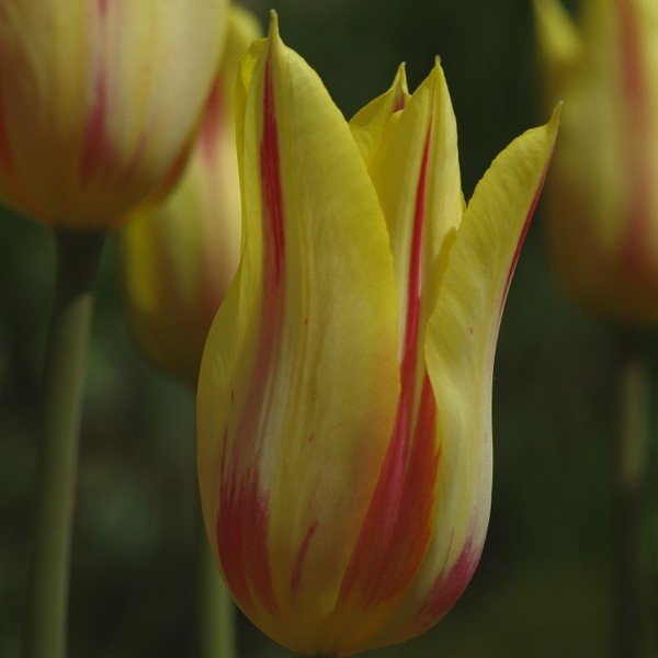 Tulpe Mona Lisa