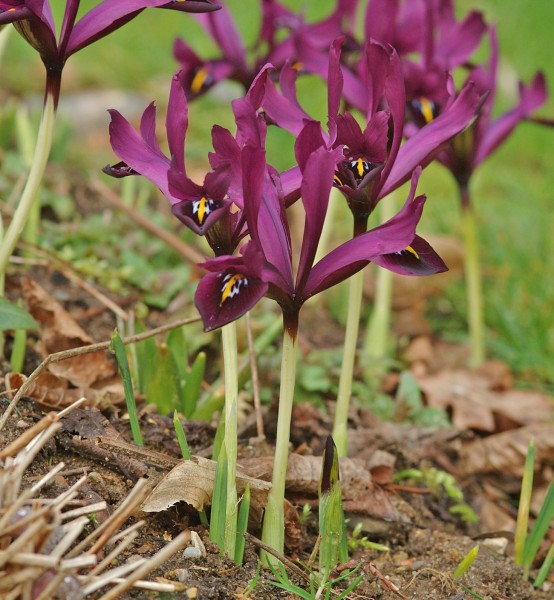 Iris reticulata 'J.S.Dijt' 25 Stück