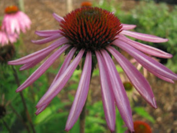 Tennessee-Scheinsonnenhut - Echinacea tennesseensis ‘Rocky Top Hybriden’