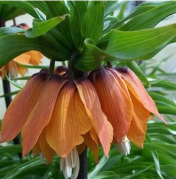 Fritillaria imperialis 'Premier'