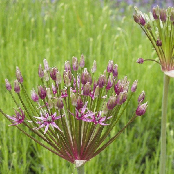 Allium 'Spider' 3 Stück