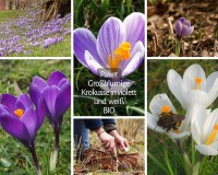 Großes Sortiment Krokusse in weiß und violett Großes Sortiment Krokusse in weiß und violett