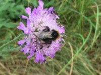 Knautia arvensis Knautia arvensis