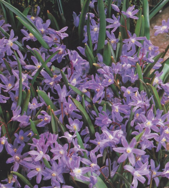 Chionodoxa sardensis 20 Stück