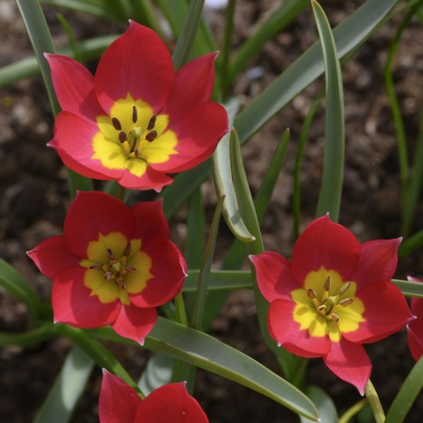 Krokustulpe - Tulipa humilis 'Red Beauty' - BIO