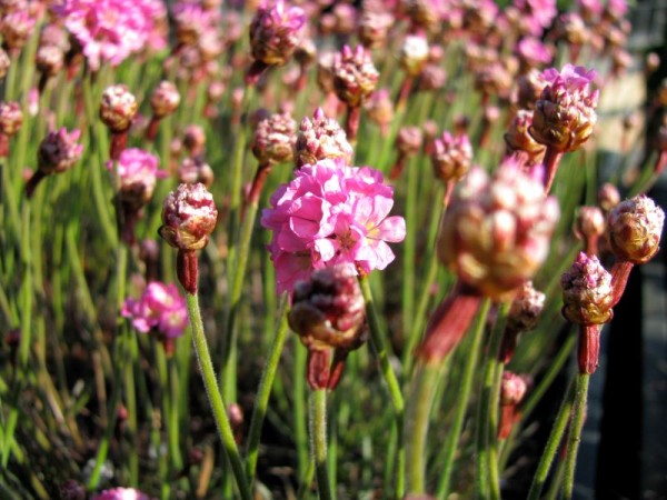 Strand-Grasnelke - Armeria maritima ‚Splendens’