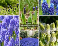 Traubenhyazinthen-Mix - BIO Traubenhyazinthen-Mix - BIO