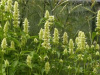 Duftnessel - Agastache rugosa `Alba` Duftnessel - Agastache rugosa `Alba`