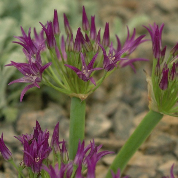 Allium falcifolium 10 Stück