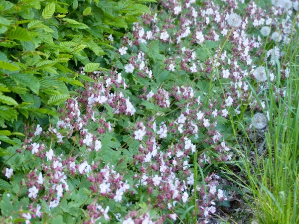Balkanstorchschnabel - Geranium macrorrhizum 'Spessart'
