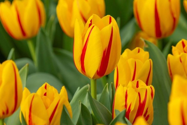 Tulpe 'Freedom Flame - BIO