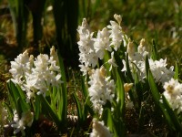 Weiße Puschkinie - Puschkinia scilloides var. libanotica 'Alba' - BIO Weiße Puschkinie - Puschkinia scilloides var. libanotica 'Alba' - BIO