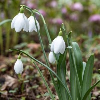 Schneeglöckchen: Galanthus 'Polar Bear' BIO Schneeglöckchen: Galanthus 'Polar Bear' BIO