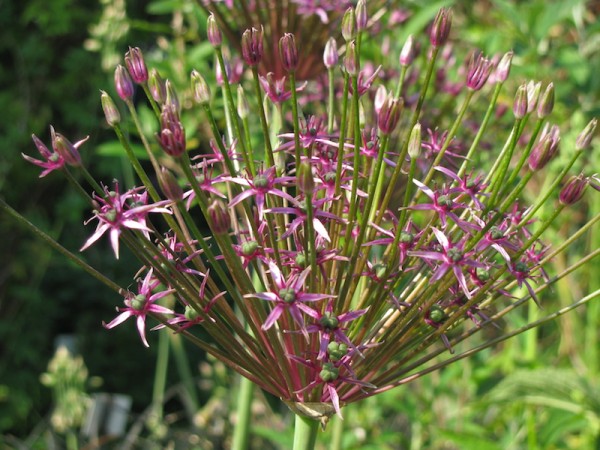 Allium 'Toabago' ('Spider')