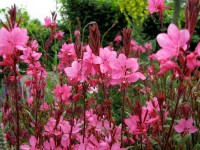 Prachtkerze - Gaura lindheimeri ‘Siskiyou Pink’ Prachtkerze - Gaura lindheimeri ‘Siskiyou Pink’