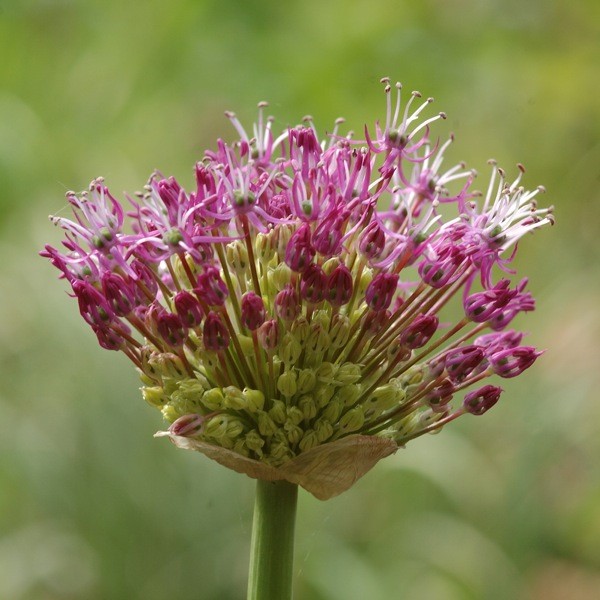 Allium jesdianum 'Akbulak' 5 Stück